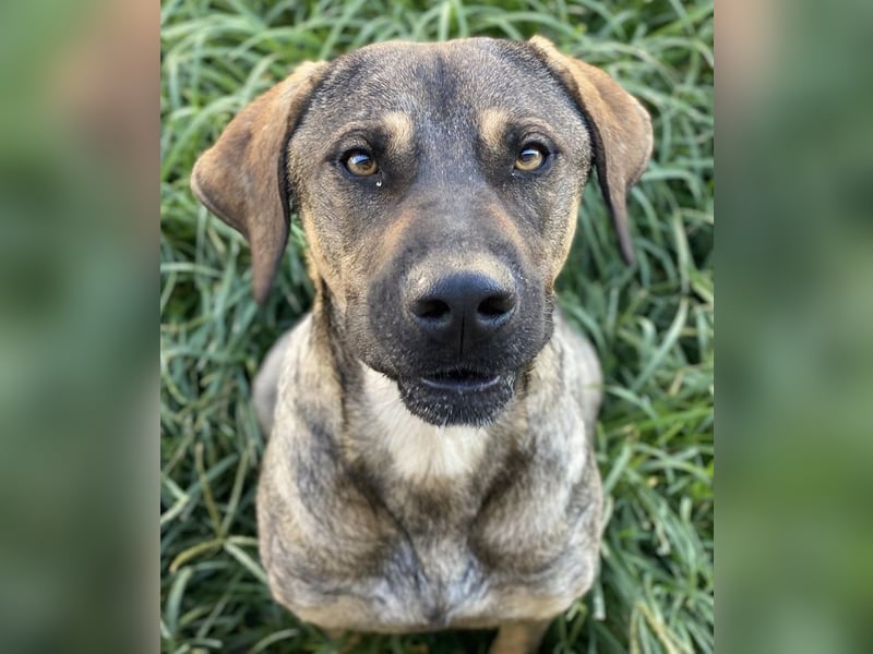 Waldo, geb. ca. 06/2022, lebt in GRIECHENLAND, im städt. Tierheim Serres