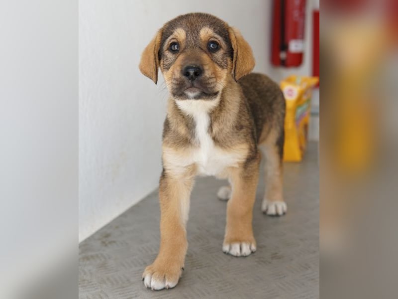 Kuba, geb. ca. 12/2025, lebt in GRIECHENLAND, auf einer privaten Pflegestelle