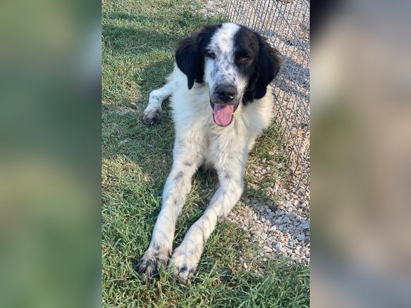 Yuni, geb. ca. 03/2023, lebt in GRIECHENLAND, im städt. Tierheim Serres