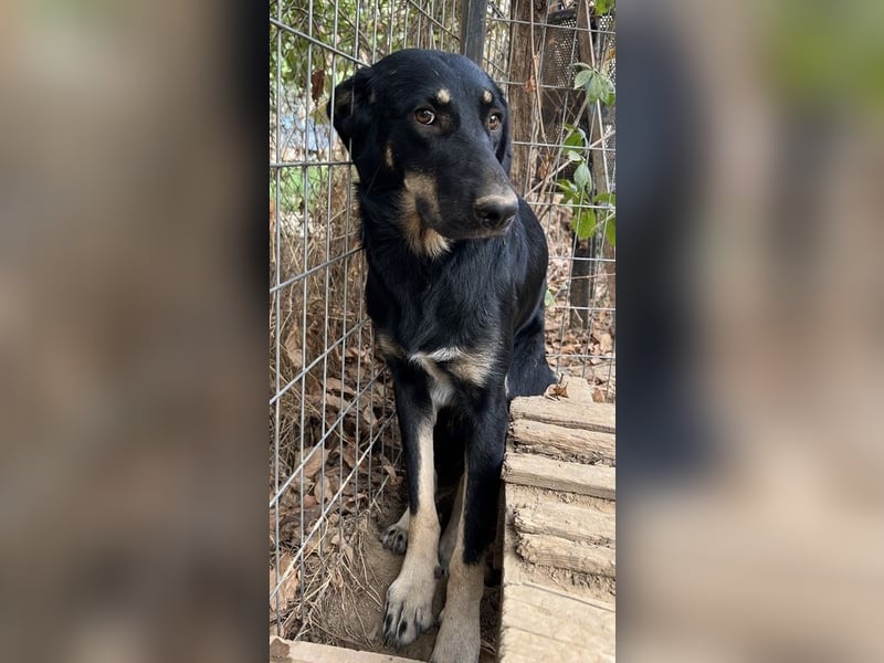 Blueberry, geb. ca. 06/2023, lebt in GRIECHENLAND, auf einer privaten Pflegestelle