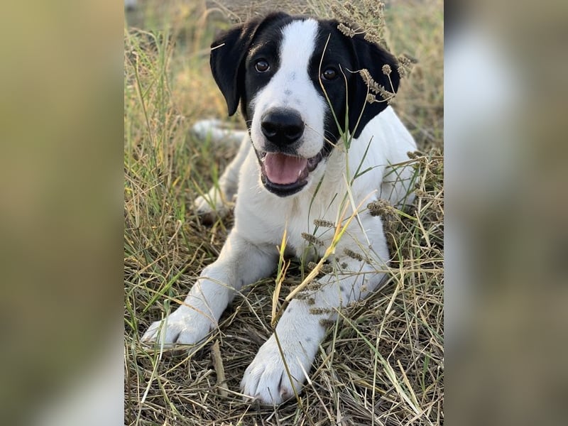 Rico, geb. ca. 05/2022, lebt in GRIECHENLAND, auf einer privaten Pflegestelle