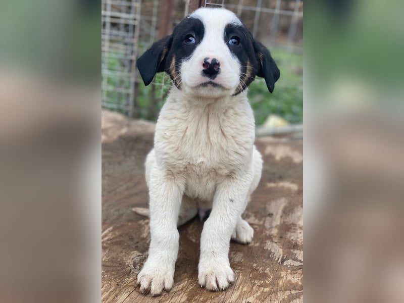 Hawaii, geb. ca. 11/2025, lebt in GRIECHENLAND, auf einer privaten Pflegestelle