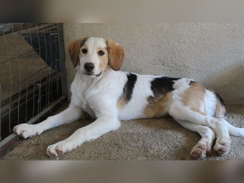 Katra, geb. ca. 04/2025, lebt in GRIECHENLAND, im städt. Tierheim Serres