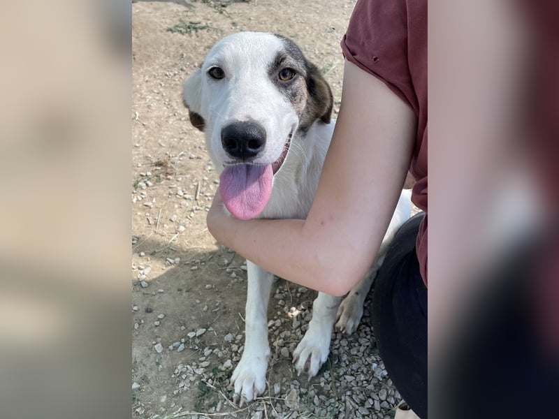 Colette, geb. ca. 02/2022, lebt in GRIECHENLAND, im städt. Tierheim Serres