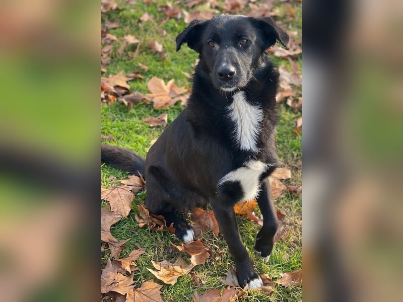 Glorietta, geb. ca. 07/2025, lebt in GRIECHENLAND, im städt. Tierheim Serres