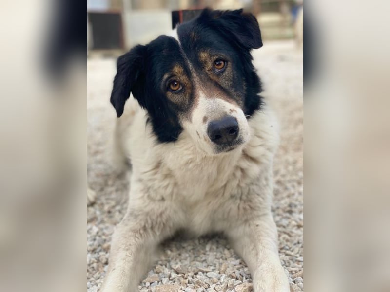 Xalia, geb. ca. 03/2018, lebt in GRIECHENLAND, im städt. Tierheim Serres