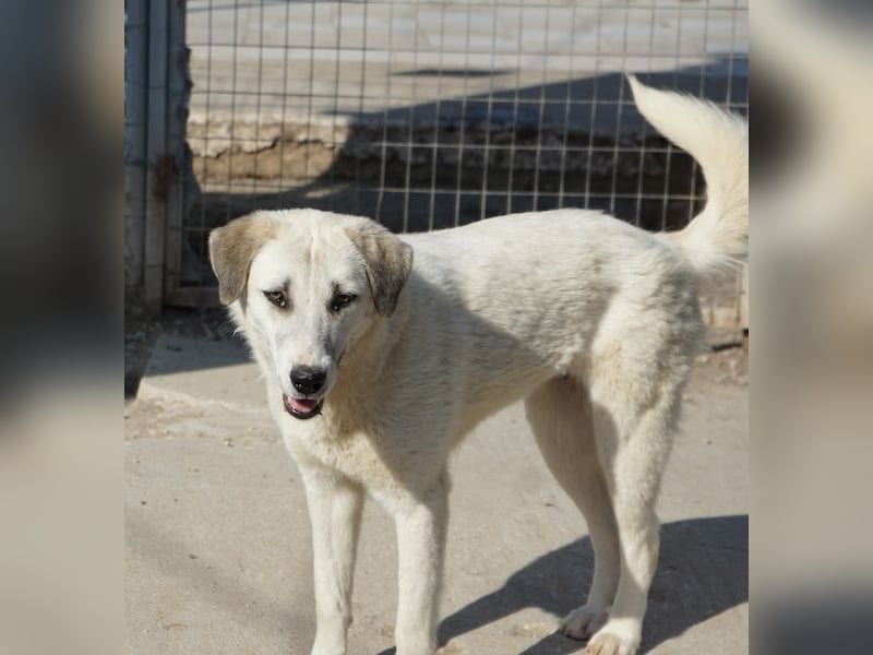 Maliya, geb. ca. 04/2025, lebt in GRIECHENLAND, im städt. Tierheim Serres