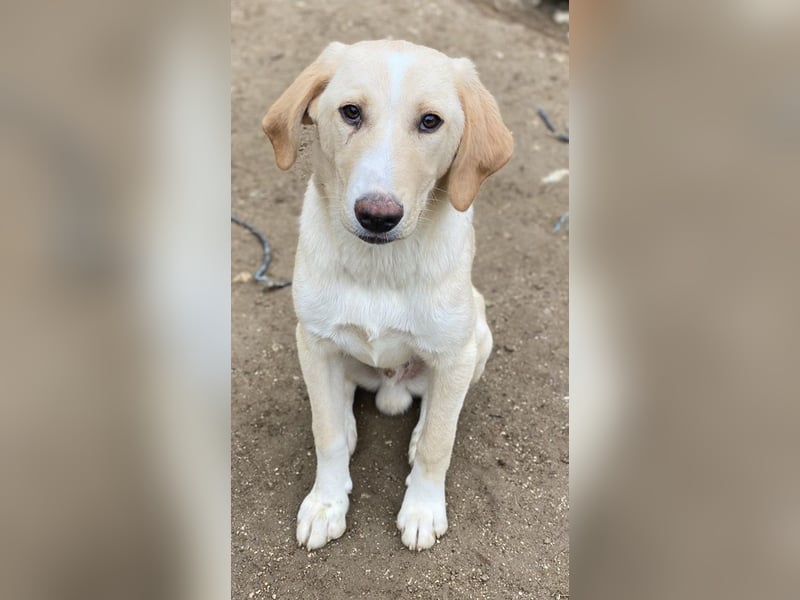 Sheldon, geb. ca. 11/2023, lebt in GRIECHENLAND, im städt. Tierheim Serres