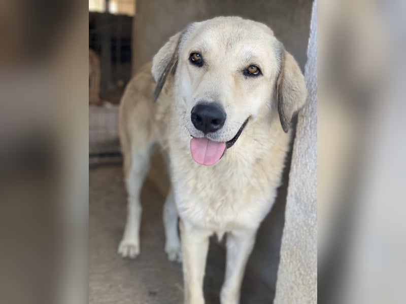 Lanea, geb. ca. 08/2023, lebt in GRIECHENLAND, im städt. Tierheim Serres