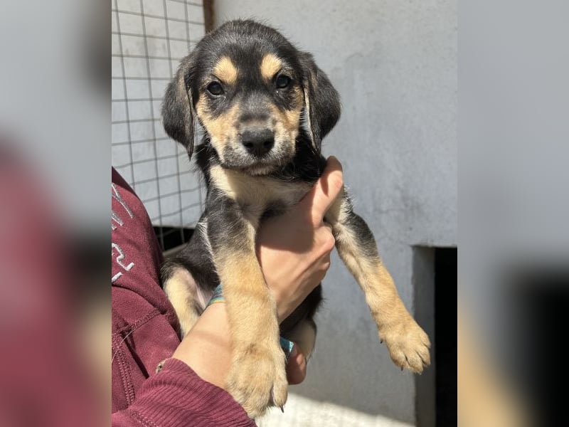 Hiro, geb. ca. 02/2026, lebt in GRIECHENLAND, im städt. Tierheim Serres