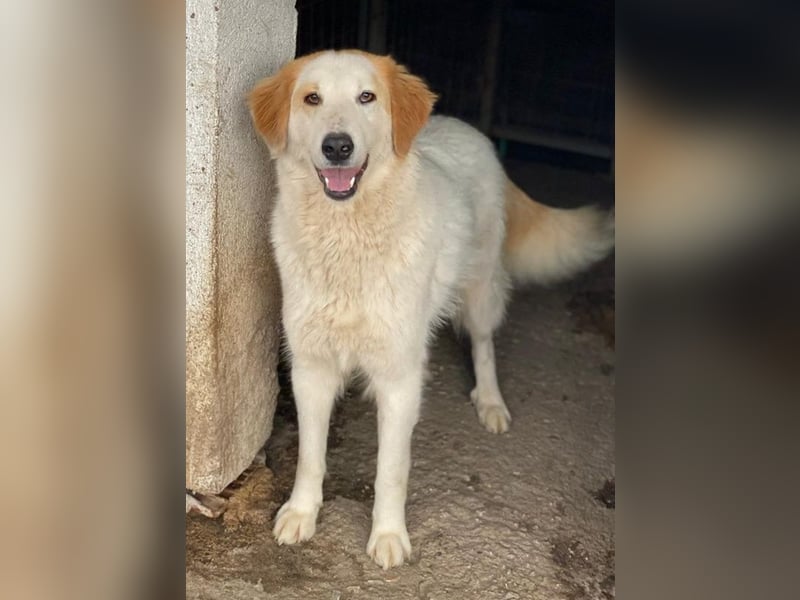 Tobby, geb. ca. 11/2022, lebt in GRIECHENLAND, im städt. Tierheim Serres