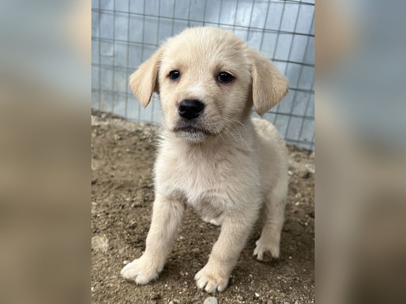 Ljón, geb. ca. 11/2025, lebt in GRIECHENLAND, auf einer privaten Pflegestelle