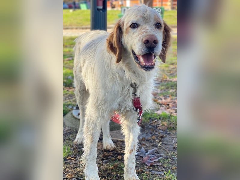 Mael, geb. ca. 01/2021, lebt in GRIECHENLAND, auf einer privaten Pflegestelle