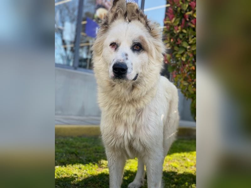 Hope, geb. ca. 03/2024, lebt in GRIECHENLAND, im städt. Tierheim Serres
