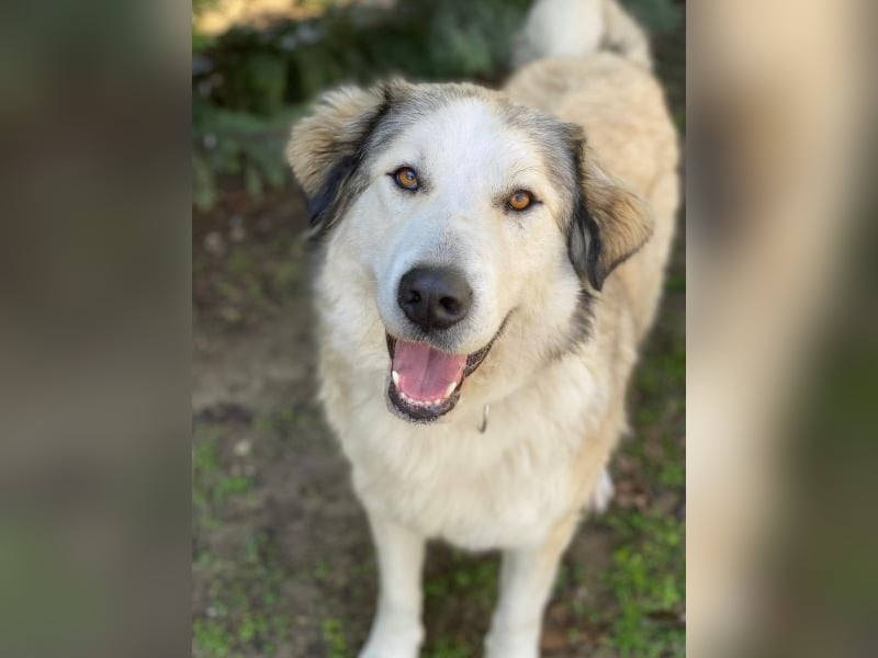 Winnie, geb. ca. 12/2023, lebt in GRIECHENLAND, auf einer privaten Pflegestelle