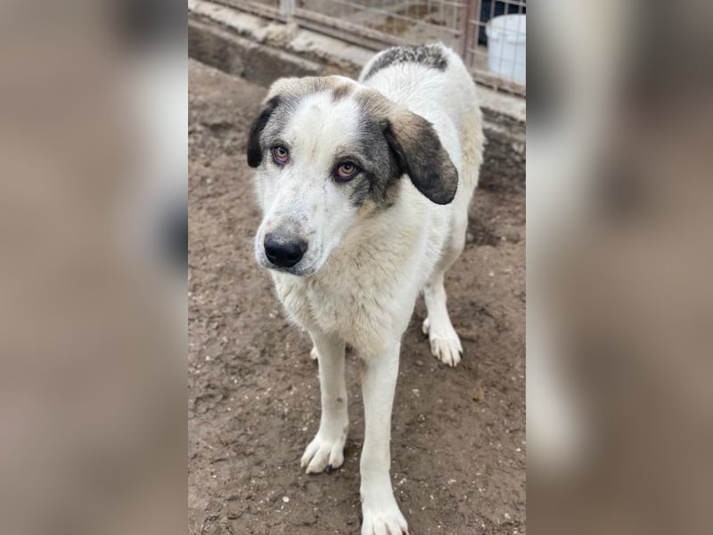 Aron, geb. ca. 02/2024, lebt in GRIECHENLAND, im städt. Tierheim Serres