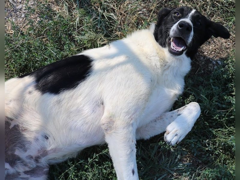 Rubin, geb. ca. 03/2019, lebt in GRIECHENLAND, im städt. Tierheim Serres