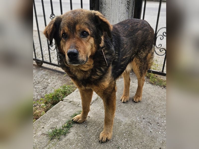 Frieder, geb. ca. 11/2019, lebt in GRIECHENLAND, im städt. Tierheim Serres