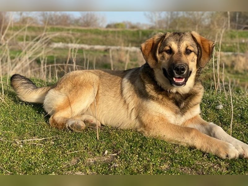 Pola, geb. ca. 09/2024, lebt in GRIECHENLAND, im städt. Tierheim Serres