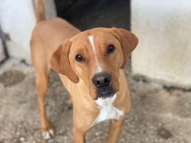 Olli, geb. ca. 11/2022, lebt in GRIECHENLAND, auf einer privaten Pflegestelle