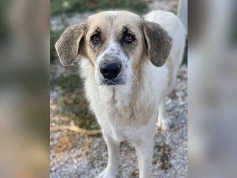 Meraki, geb. ca. 03/2019, lebt in GRIECHENLAND, im städt. Tierheim Serres