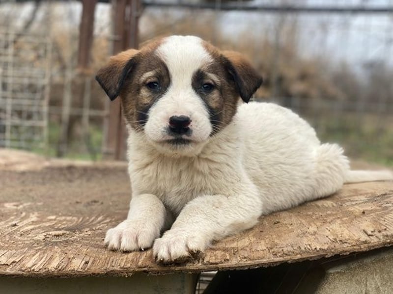 Calzone, geb. ca. 11/2025, lebt in GRIECHENLAND, auf einer privaten Pflegestelle