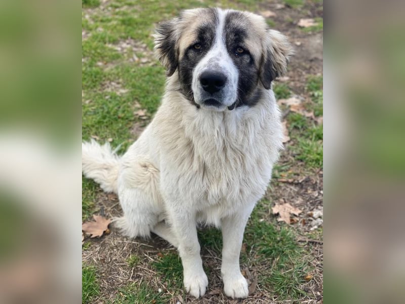 Chef, geb. ca. 07/2025, lebt in GRIECHENLAND, im städt. Tierheim Serres