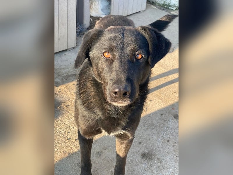 Gimpo, geb. ca. 03/2024, lebt in GRIECHENLAND, im städt. Tierheim Serres