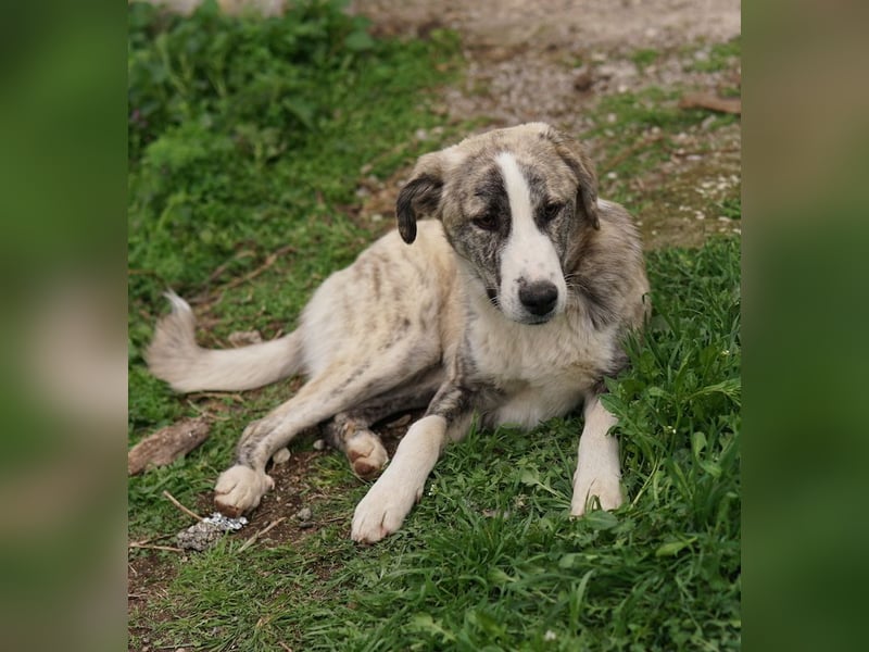 Xabi, geb. ca. 07/2023, lebt in GRIECHENLAND, auf einem Gelände, Hunde werden notdürftig versorgt