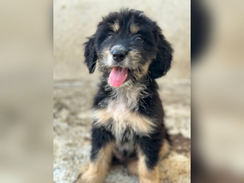 Ginger, geb. ca. 05/2026, lebt in GRIECHENLAND, im städt. Tierheim Serres