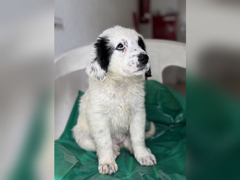 Binx, geb. ca. 02/2026, lebt in GRIECHENLAND, im städt. Tierheim Serres