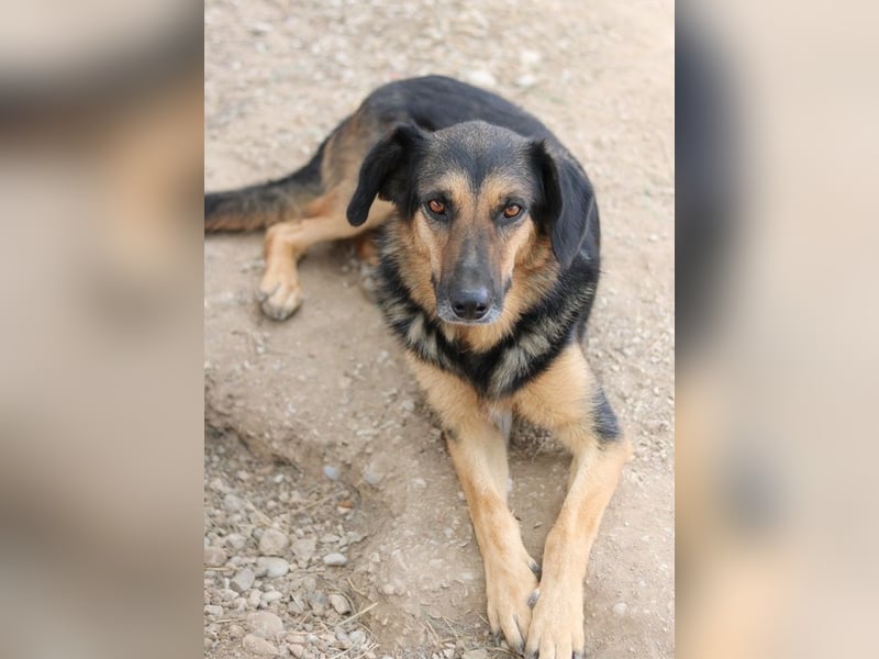 Kitaro, geb. 01/2019, lebt in GRIECHENLAND, im städt. Tierheim Serres