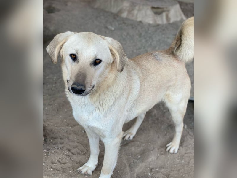 Hänschen, geb. ca. 03/2023, lebt in GRIECHENLAND, im städt. Tierheim Serres