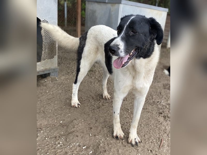Kastor, geb. 01/2019, lebt in GRIECHENLAND, im städt. Tierheim Serres