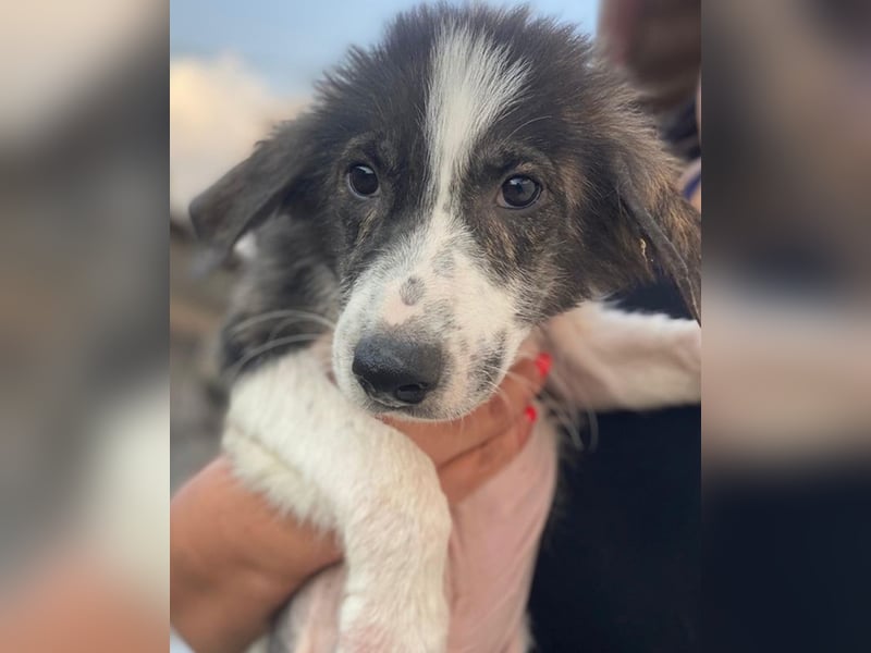 Yari, geb. ca. 05/2025, lebt in GRIECHENLAND, im städt. Tierheim Serres