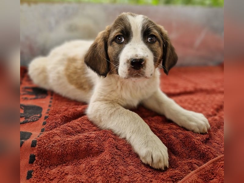 Willa, geb. ca. 01/2024, lebt in GRIECHENLAND, auf einer privaten Pflegestelle