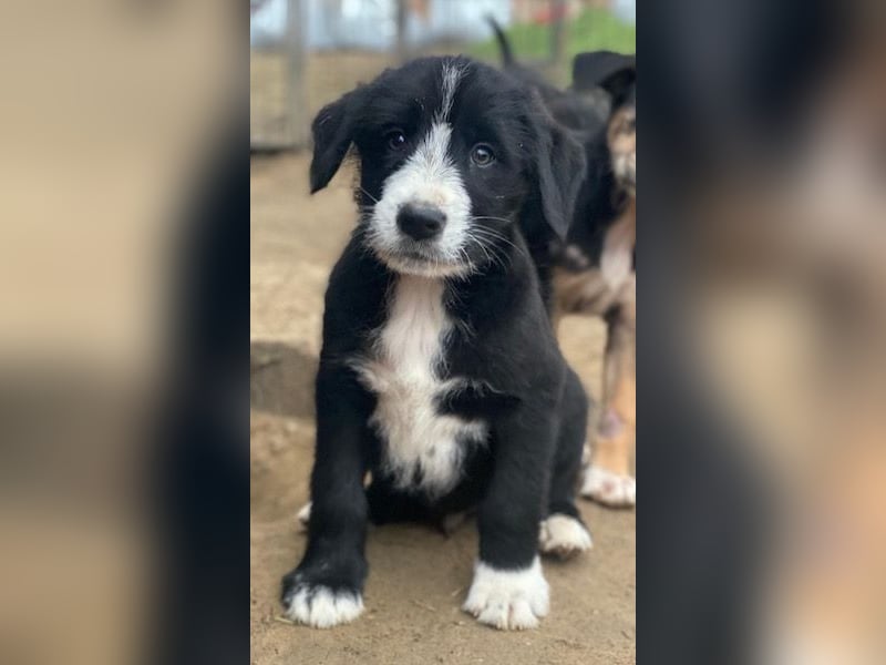 Kasimir, geb. ca. 09/2025, lebt in GRIECHENLAND, auf einer privaten Pflegestelle