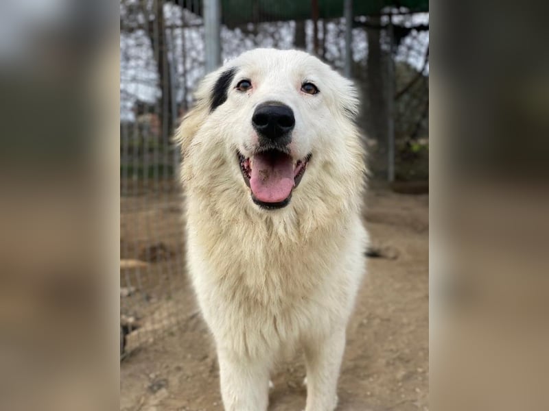 Namika, geb. ca. 02/2024, lebt in GRIECHENLAND, im städt. Tierheim Serres