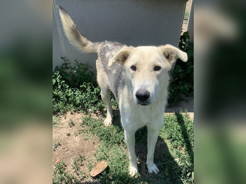 Boybro, geb. ca. 04/2019, lebt in GRIECHENLAND, im städt. Tierheim Serres