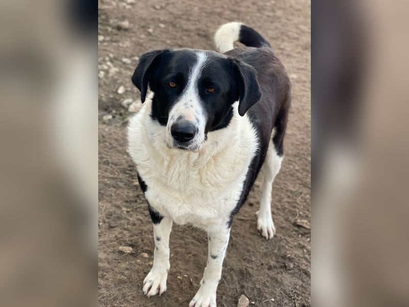 Franka, geb. ca. 06/2019, lebt in GRIECHENLAND, im städt. Tierheim Serres