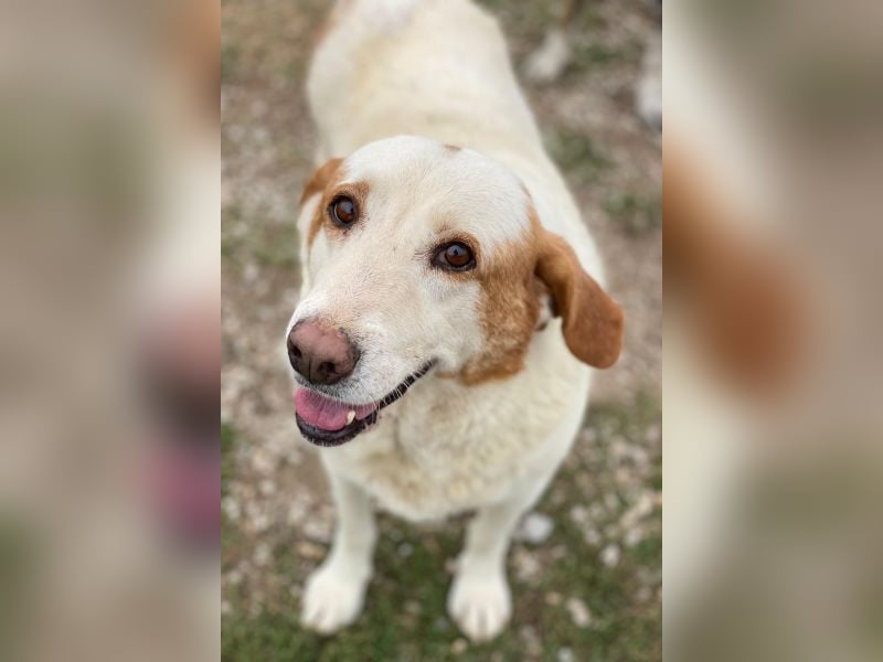 Lucero, geb. ca. 04/2016, lebt in GRIECHENLAND, im städt. Tierheim Serres