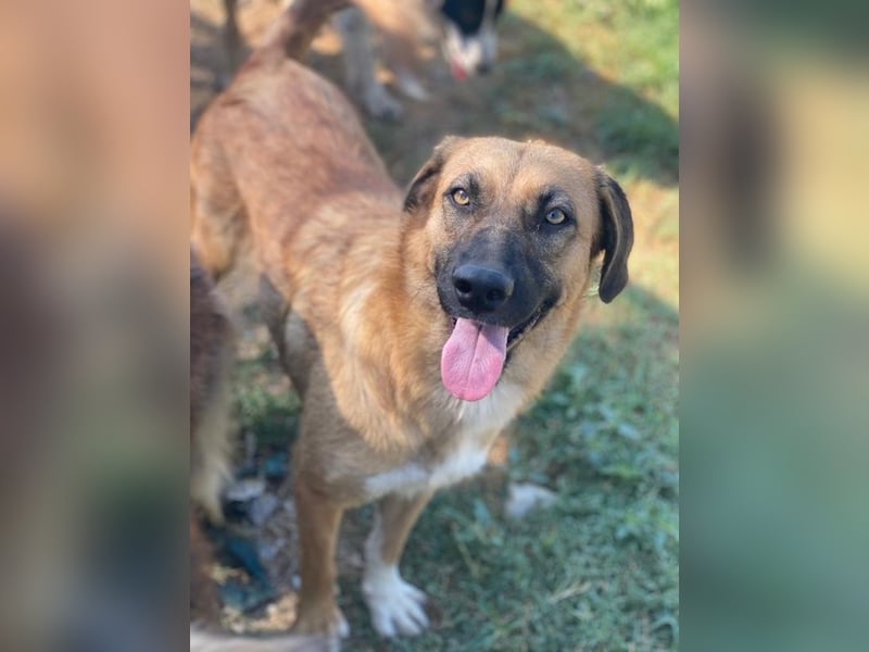 Stübi, geb. ca. 05/2023, lebt in GRIECHENLAND, im städt. Tierheim Serres