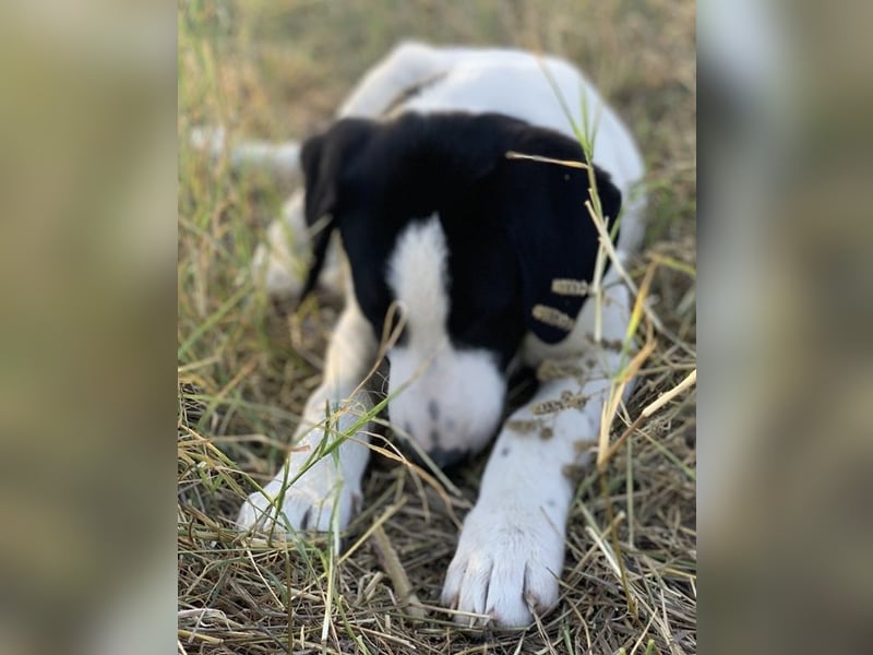 Rico, geb. ca. 05/2022, lebt in GRIECHENLAND, auf einer privaten Pflegestelle