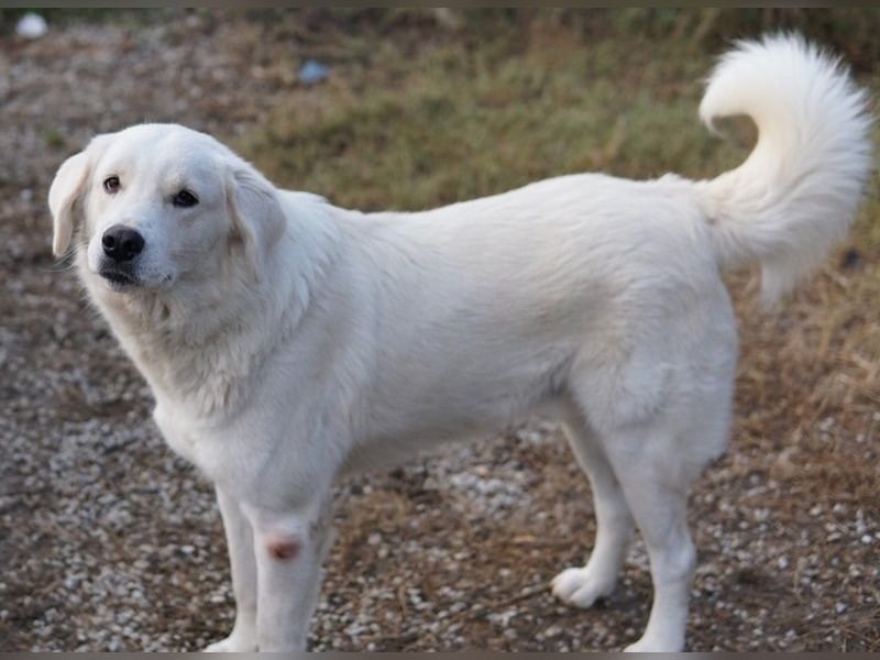 Idallo, geb. ca. 12/2020, lebt in GRIECHENLAND, im städt. Tierheim Serres