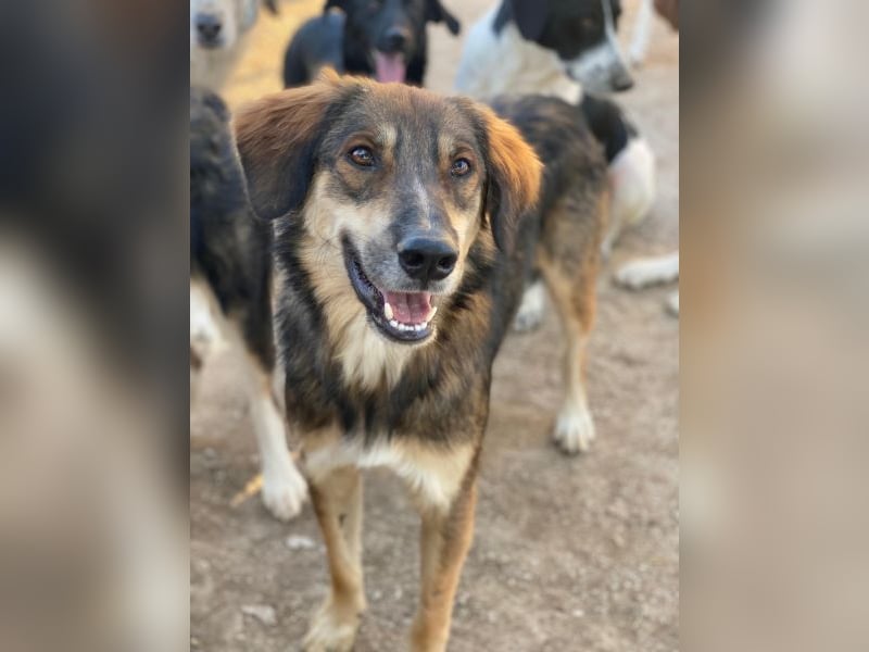 Rudolph, geb. ca. 05/2024, lebt in GRIECHENLAND, auf einer privaten Pflegestelle