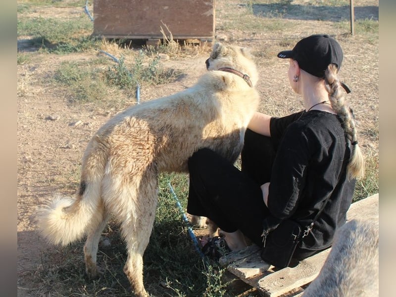 Romero, geb. ca. 12/2021, lebt in GRIECHENLAND, auf einem Gelände, wird notdürftig versorgt