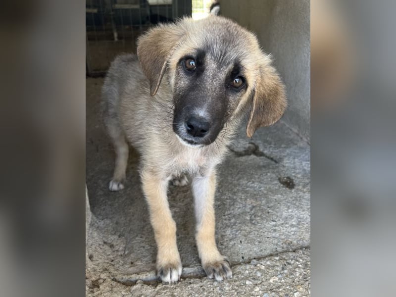 Yunos, geb. ca. 03/2026, lebt in GRIECHENLAND, im städt. Tierheim Serres