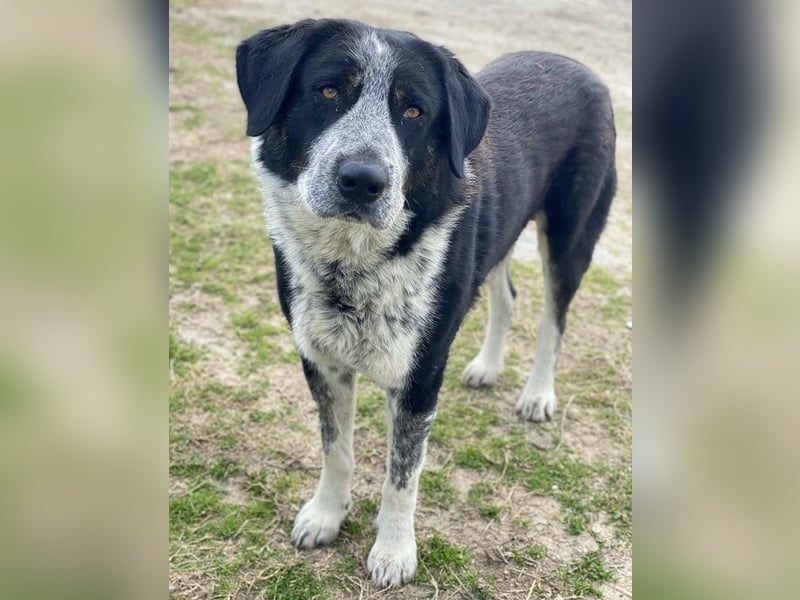 Malik, geb. ca.02/2022, lebt in GRIECHENLAND, im städt. Tierheim Serres