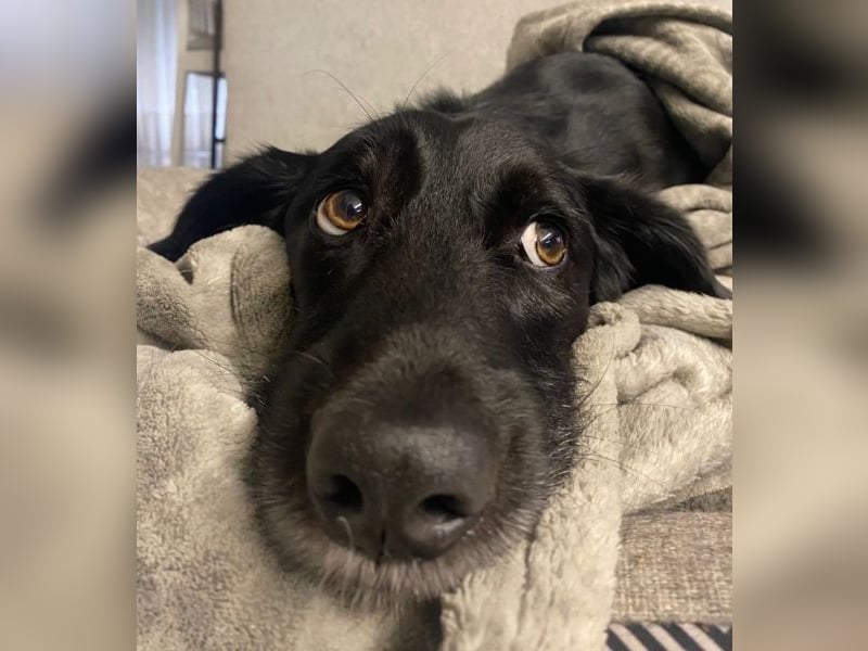 Emrys, geb. ca. 10/2020, lebt in GRIECHENLAND, auf einer privaten Pflegestelle