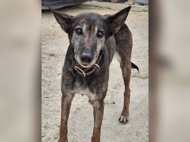 Priyanka, geb. ca. 03/2017, lebt in GRIECHENLAND, auf einer privaten Pflegestelle